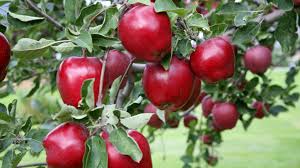 Apples