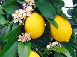 Lemons or Apples
